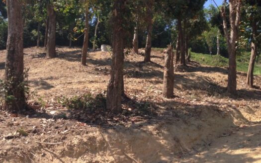 Tamarind Bay Ocean Front Land Phuket
